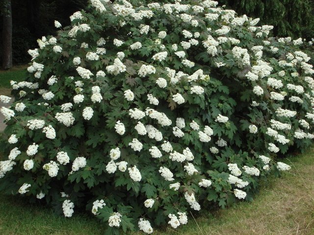 Hydrangea quercifolia